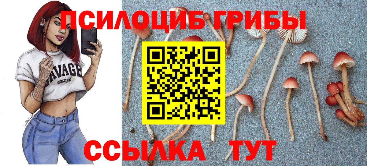 Псилоцибиновые грибы Psilocybe  Галлюциногенные грибы GOLDEN TEACHER  Вход с VPN  Москва 